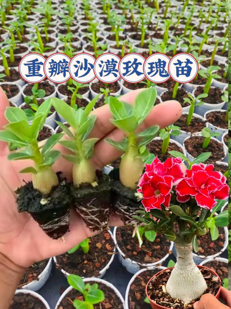 沙漠玫瑰冬季养殖方法,沙漠玫瑰冬季的管理-第6张图片-优品飞百科 沙漠玫瑰冬季养殖方法,沙漠玫瑰冬季的管理-第6张图片-优品飞百科