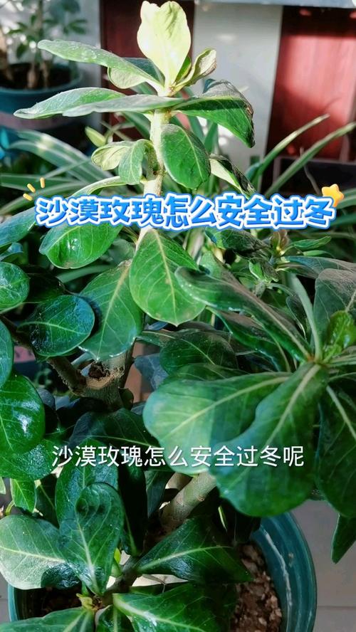 沙漠玫瑰冬季养殖方法,沙漠玫瑰冬季的管理-第7张图片-优品飞百科 沙漠玫瑰冬季养殖方法,沙漠玫瑰冬季的管理-第7张图片-优品飞百科