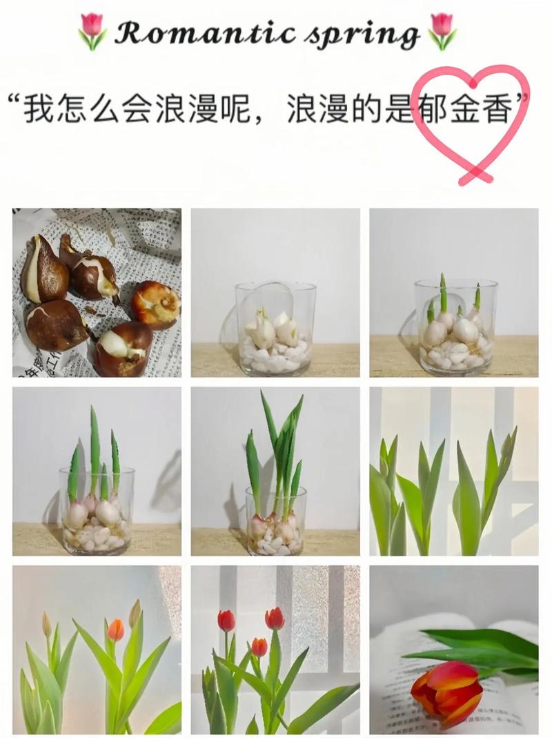 郁金香浇水注意事项，郁金香浇水注意事项和方法？-第2张图片-优品飞百科