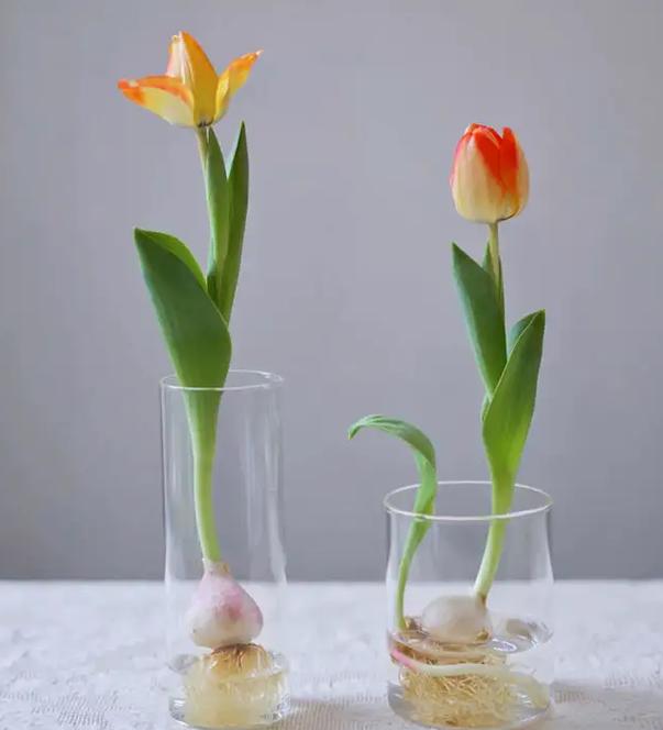 郁金香浇水注意事项，郁金香浇水注意事项和方法？-第5张图片-优品飞百科