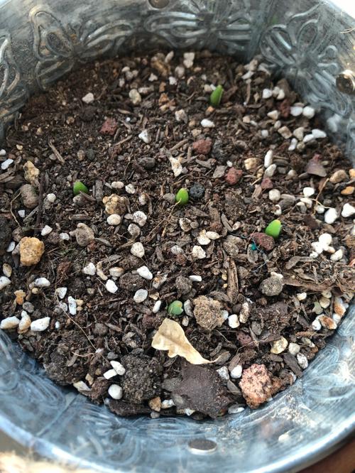 郁金香浇水注意事项，郁金香浇水注意事项和方法？-第6张图片-优品飞百科