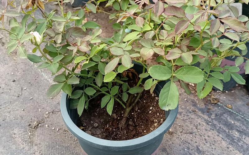 秋季如何给月季浇水，秋季如何给月季施肥