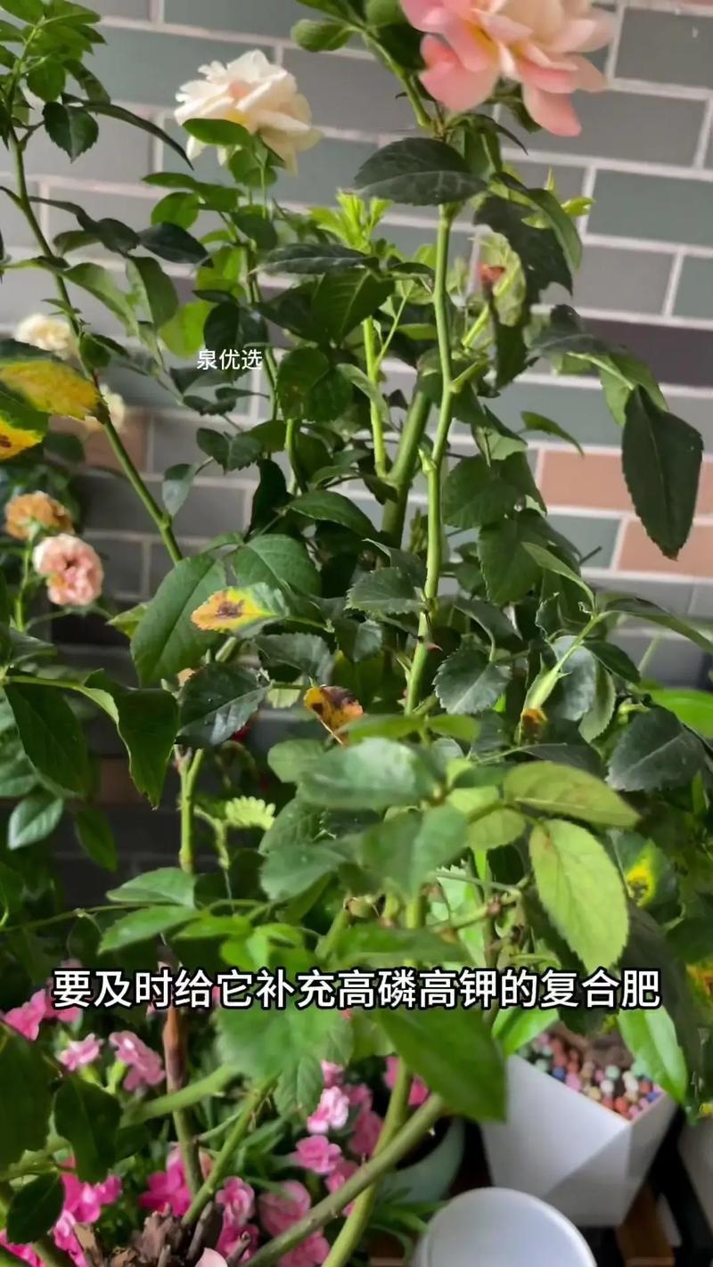 秋季如何给月季浇水，秋季如何给月季施肥-第2张图片-优品飞百科