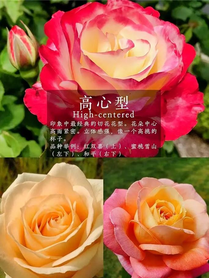 秋季如何给月季浇水，秋季如何给月季施肥-第3张图片-优品飞百科