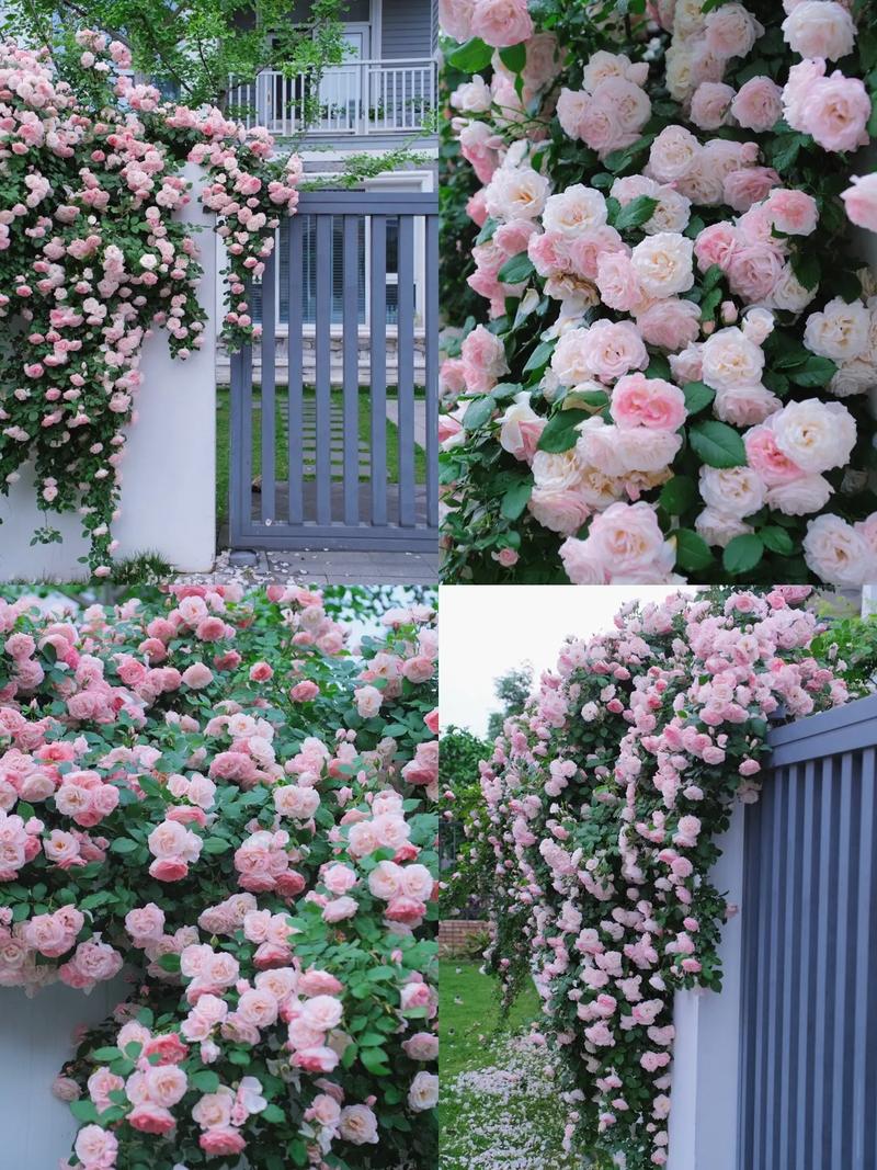 秋季如何给月季浇水，秋季如何给月季施肥-第4张图片-优品飞百科