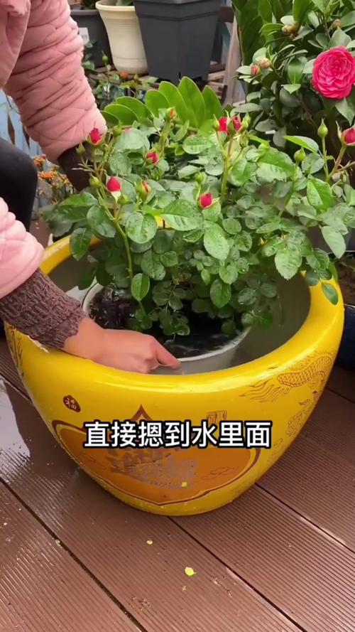 秋季如何给月季浇水，秋季如何给月季施肥-第5张图片-优品飞百科