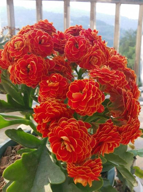 长寿花怎么养才开花？长寿花怎么养才开花视频讲解？