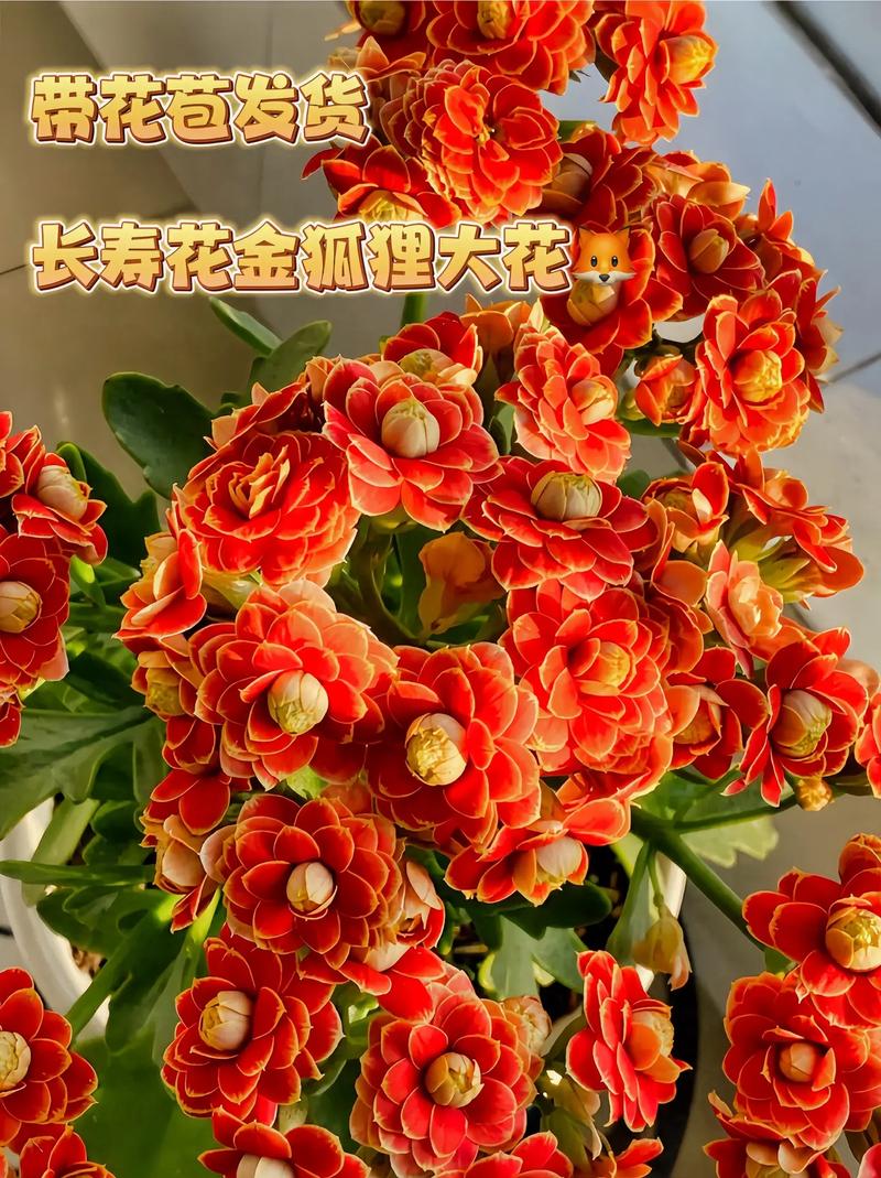 长寿花怎么养才开花？长寿花怎么养才开花视频讲解？-第2张图片-优品飞百科