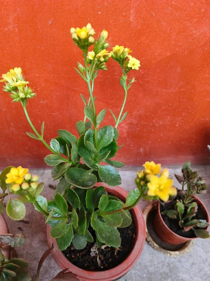 长寿花怎么养才开花？长寿花怎么养才开花视频讲解？-第4张图片-优品飞百科