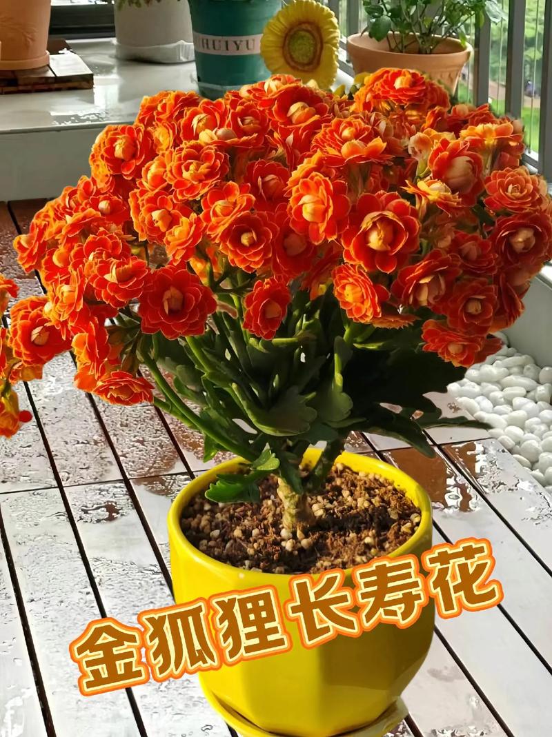 长寿花怎么养才开花？长寿花怎么养才开花视频讲解？-第5张图片-优品飞百科