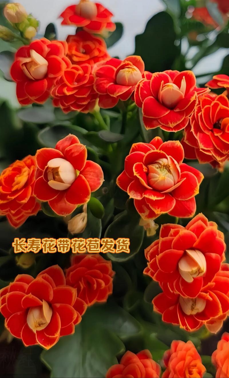 长寿花怎么养才开花？长寿花怎么养才开花视频讲解？-第6张图片-优品飞百科