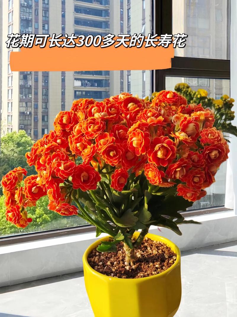 长寿花怎么养才开花？长寿花怎么养才开花视频讲解？-第7张图片-优品飞百科