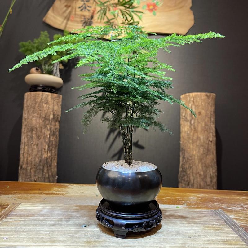 文竹适合用什么泥土，文竹该用什么土