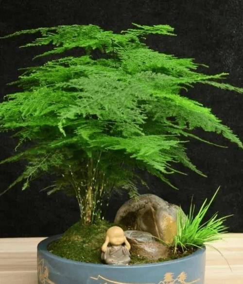 文竹适合用什么泥土,文竹该用什么土-第2张图片-优品飞百科 文竹适合用什么泥土,文竹该用什么土-第2张图片-优品飞百科