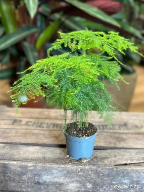 文竹适合用什么泥土,文竹该用什么土-第4张图片-优品飞百科 文竹适合用什么泥土,文竹该用什么土-第4张图片-优品飞百科