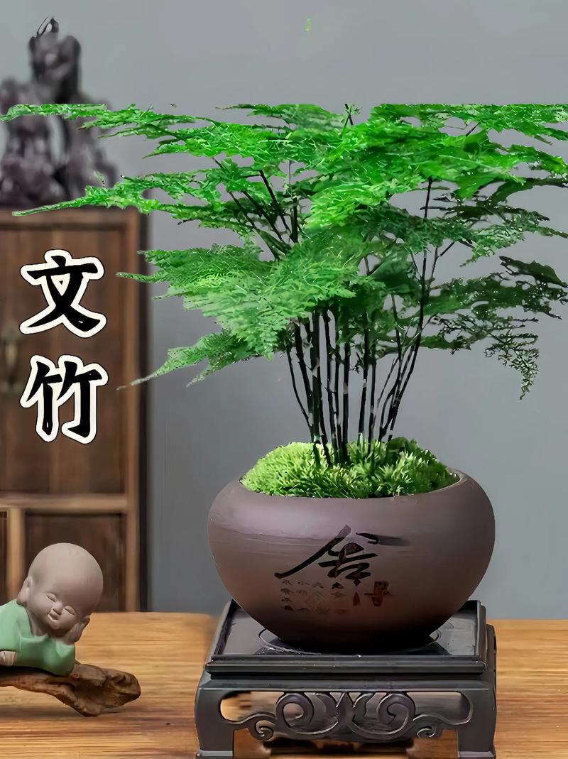 文竹适合用什么泥土,文竹该用什么土-第5张图片-优品飞百科 文竹适合用什么泥土,文竹该用什么土-第5张图片-优品飞百科