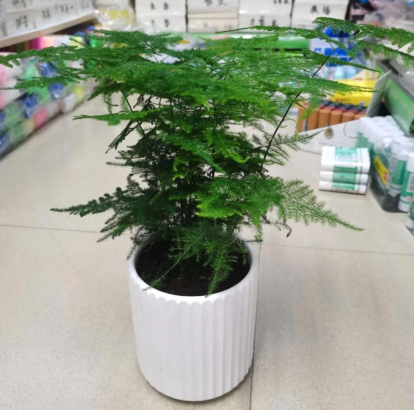 文竹适合用什么泥土,文竹该用什么土-第6张图片-优品飞百科 文竹适合用什么泥土,文竹该用什么土-第6张图片-优品飞百科