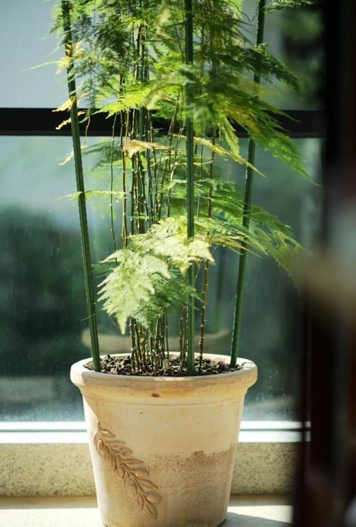 文竹适合用什么泥土,文竹该用什么土-第7张图片-优品飞百科 文竹适合用什么泥土,文竹该用什么土-第7张图片-优品飞百科