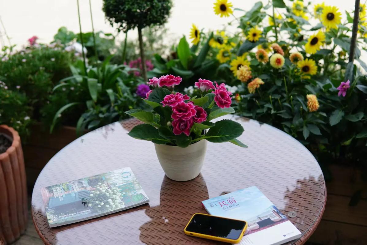 大岩桐怎么延长花期，大岩桐促花方法？