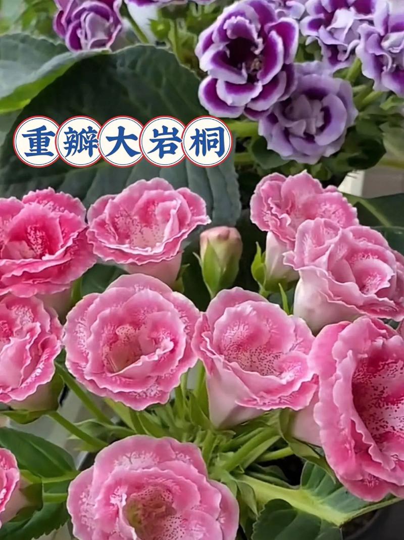 大岩桐怎么延长花期，大岩桐促花方法？-第2张图片-优品飞百科