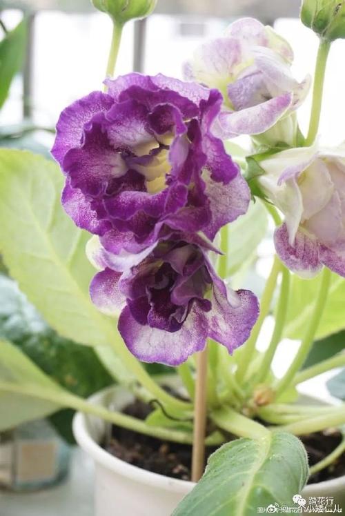 大岩桐怎么延长花期，大岩桐促花方法？-第3张图片-优品飞百科