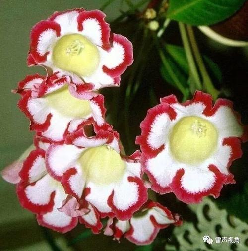 大岩桐怎么延长花期，大岩桐促花方法？-第4张图片-优品飞百科