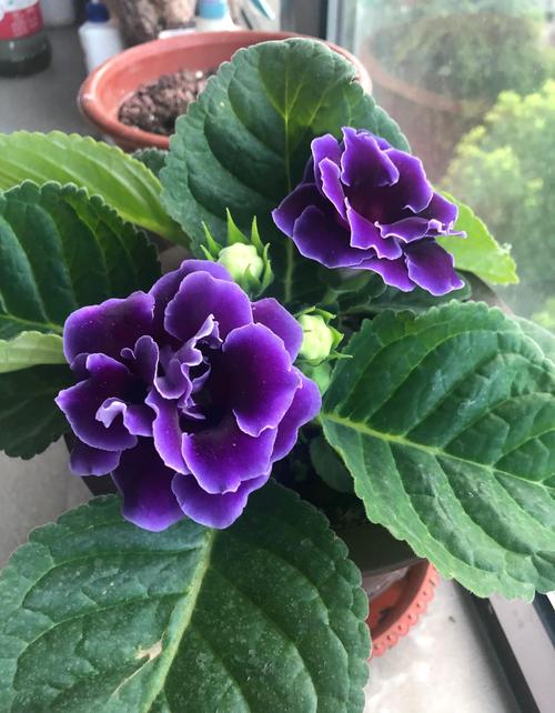 大岩桐怎么延长花期，大岩桐促花方法？-第6张图片-优品飞百科