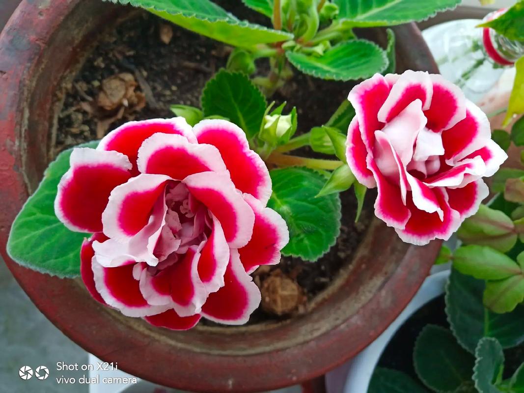 大岩桐怎么延长花期，大岩桐促花方法？-第7张图片-优品飞百科