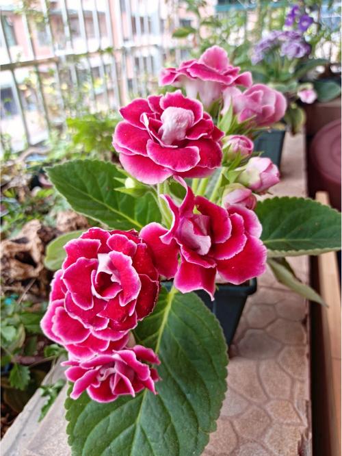 大岩桐怎么延长花期，大岩桐促花方法？-第8张图片-优品飞百科