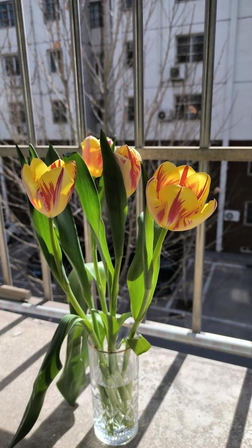 郁金香怎么修剪？郁金香怎么修剪成老桩？