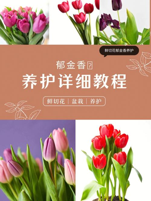 郁金香怎么修剪？郁金香怎么修剪成老桩？-第3张图片-优品飞百科