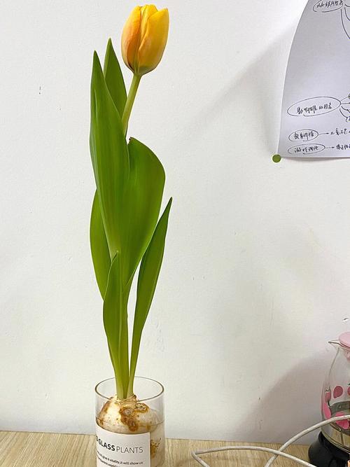 郁金香怎么修剪？郁金香怎么修剪成老桩？-第4张图片-优品飞百科