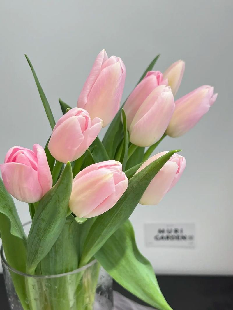 郁金香怎么修剪？郁金香怎么修剪成老桩？-第6张图片-优品飞百科