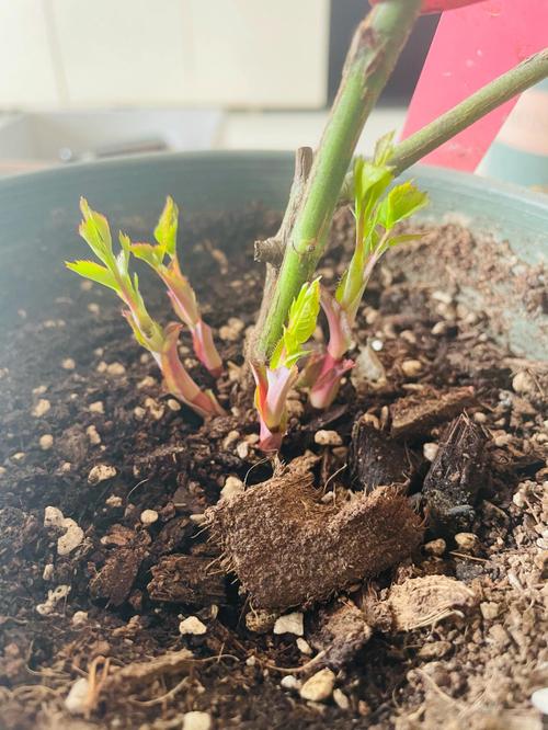 春天月季怎么施肥？春天月季施肥几天一次？