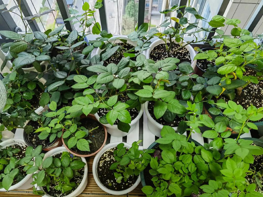 春天月季怎么施肥？春天月季施肥几天一次？-第2张图片-优品飞百科