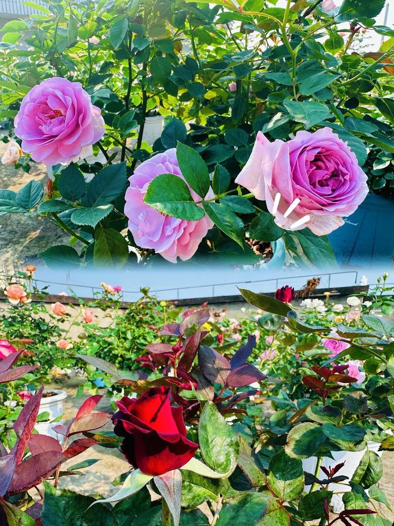 春天月季怎么施肥？春天月季施肥几天一次？-第3张图片-优品飞百科