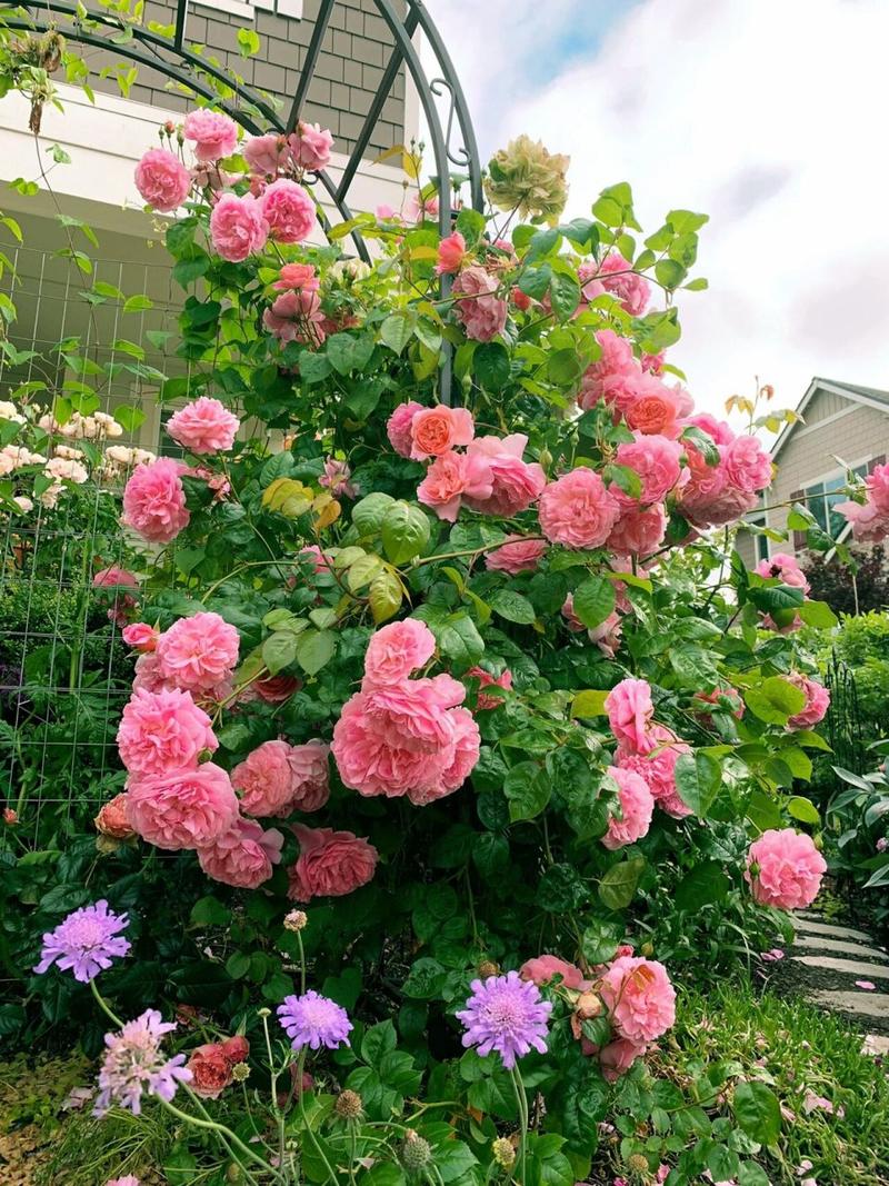 春天月季怎么施肥？春天月季施肥几天一次？-第4张图片-优品飞百科