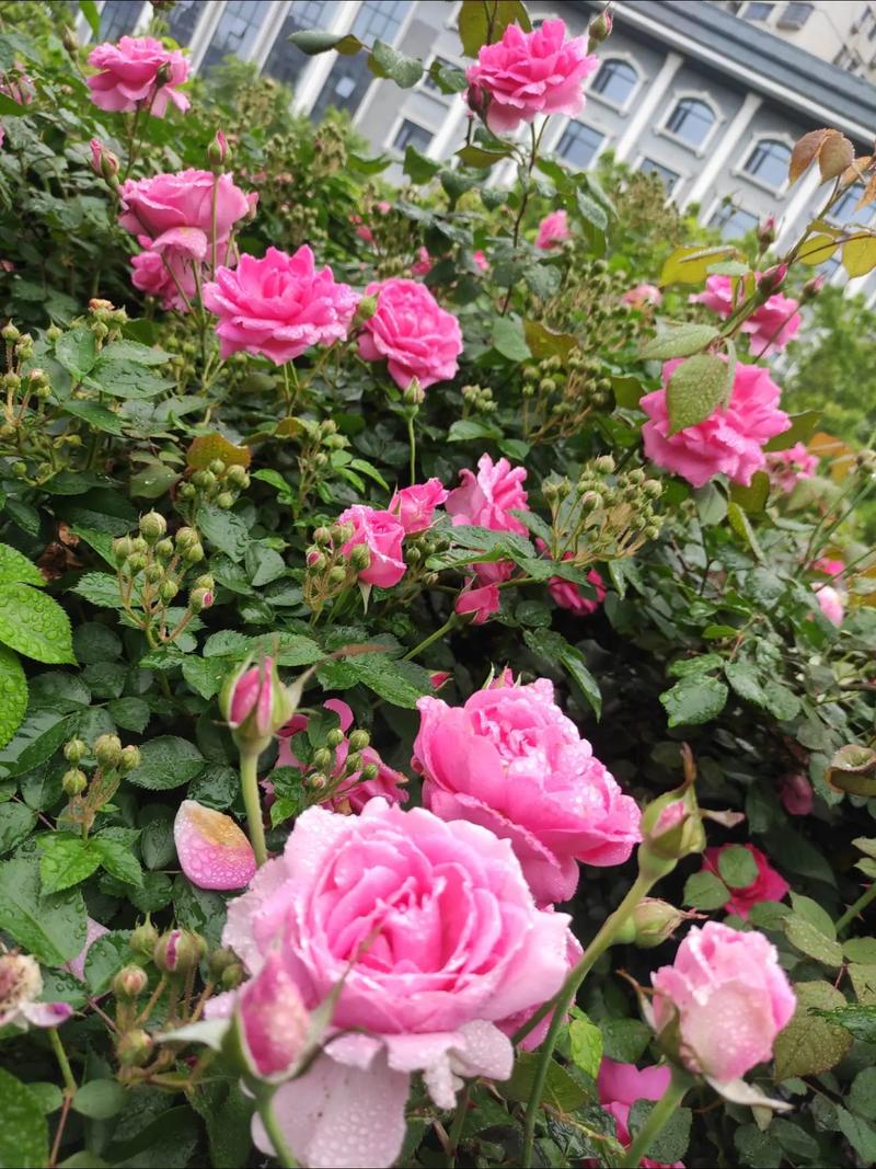 春天月季怎么施肥？春天月季施肥几天一次？-第5张图片-优品飞百科