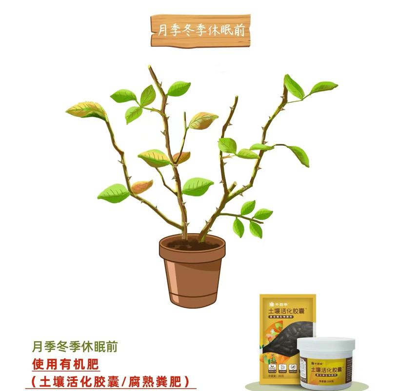 春天月季怎么施肥？春天月季施肥几天一次？-第6张图片-优品飞百科