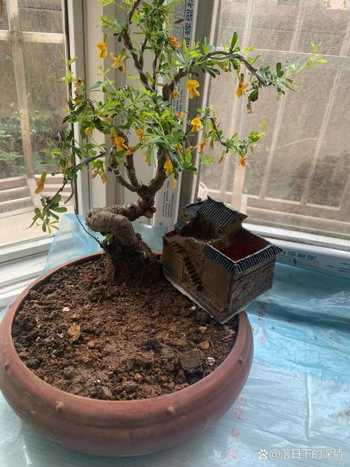 金雀儿怎么养，金雀儿可以放室内养吗