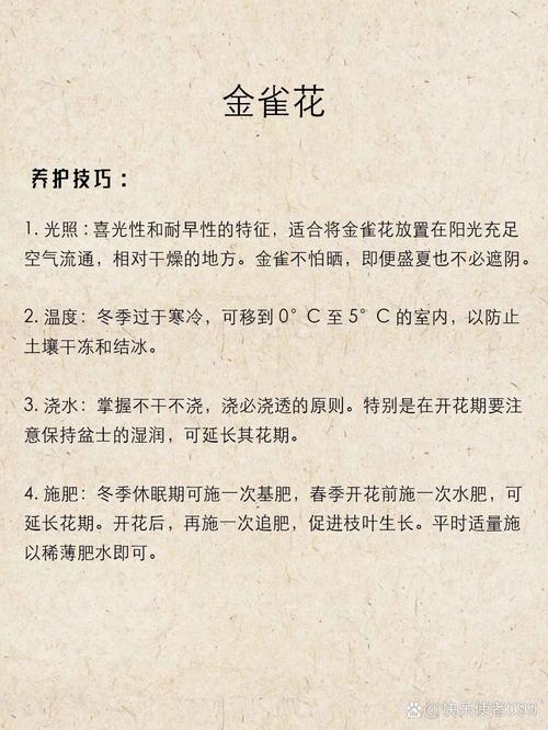 金雀儿怎么养，金雀儿可以放室内养吗-第3张图片-优品飞百科