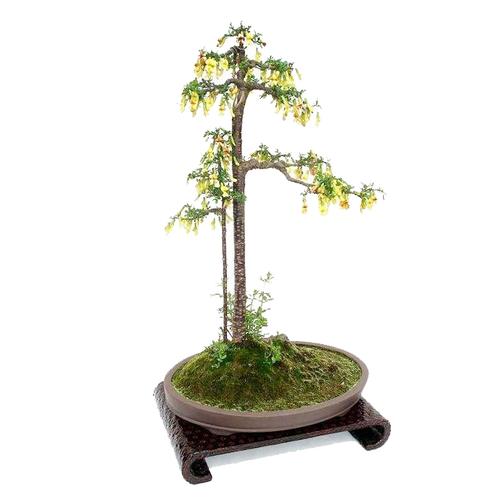 金雀儿怎么养，金雀儿可以放室内养吗-第4张图片-优品飞百科