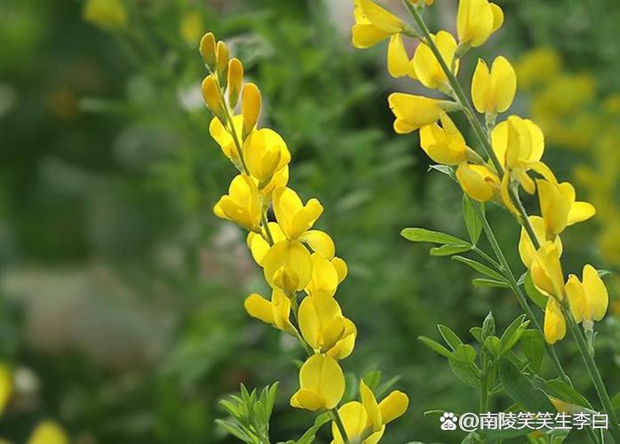 金雀儿怎么养，金雀儿可以放室内养吗-第6张图片-优品飞百科