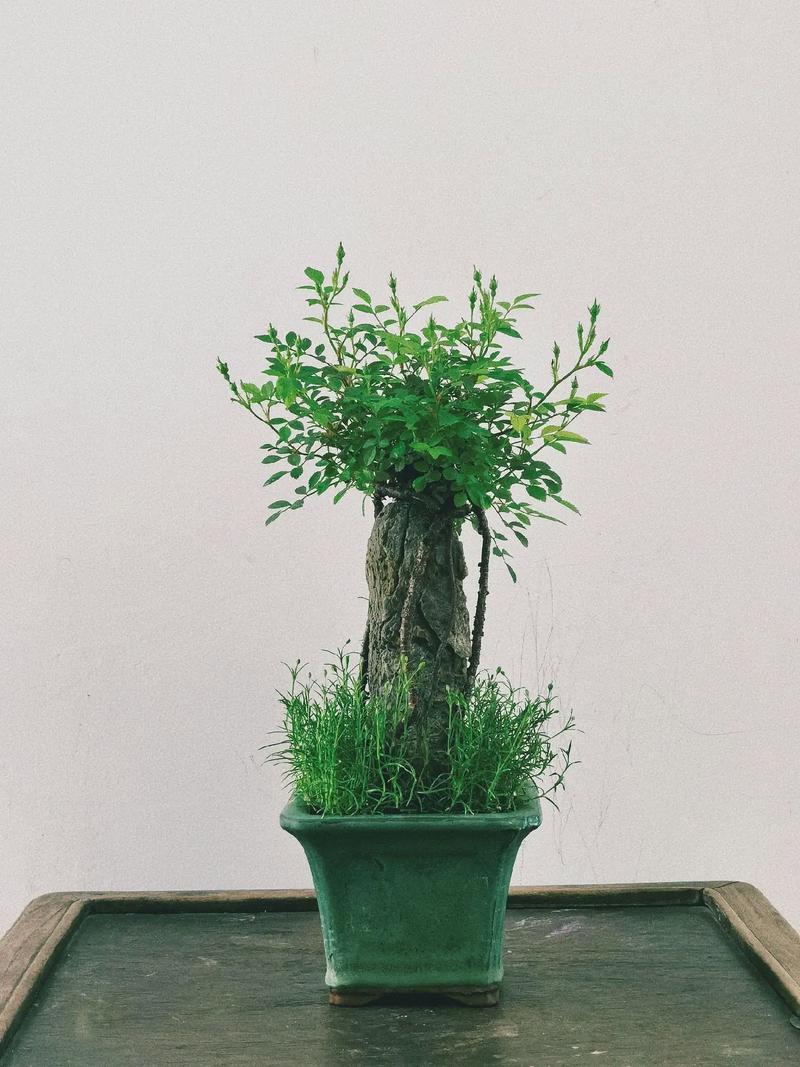 峨眉蔷薇如何地栽，峨眉蔷薇果的功效与作用？