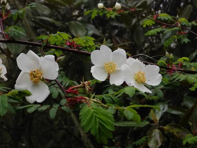 峨眉蔷薇如何地栽,峨眉蔷薇果的功效与作用?-第2张图片-优品飞百科 峨眉蔷薇如何地栽,峨眉蔷薇果的功效与作用?-第2张图片-优品飞百科