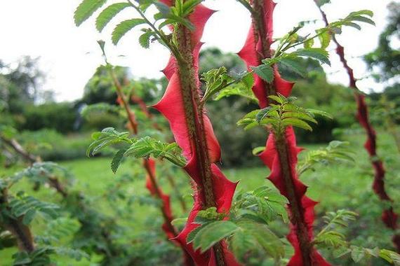 峨眉蔷薇如何地栽,峨眉蔷薇果的功效与作用?-第4张图片-优品飞百科 峨眉蔷薇如何地栽,峨眉蔷薇果的功效与作用?-第4张图片-优品飞百科