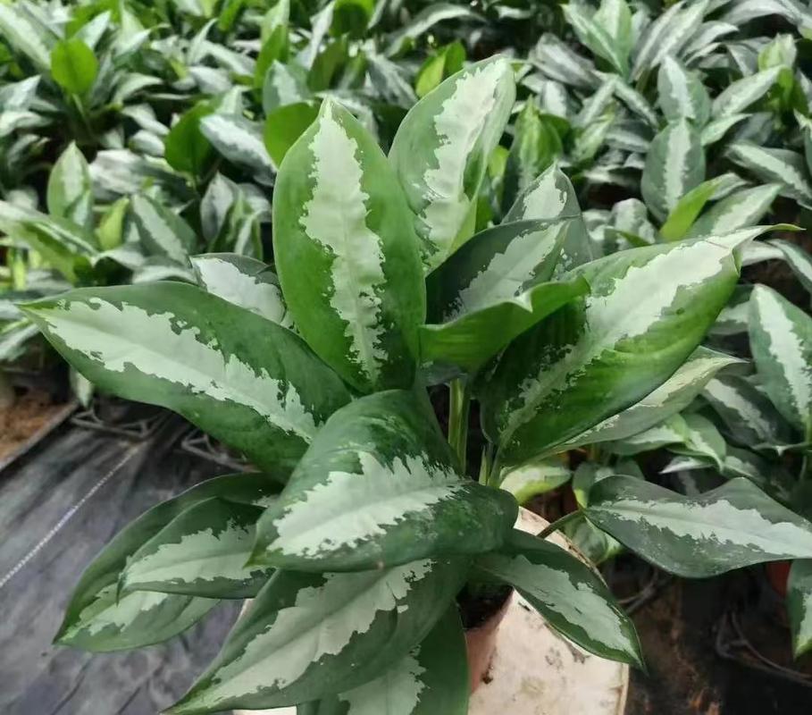 峨眉蔷薇如何地栽,峨眉蔷薇果的功效与作用?-第5张图片-优品飞百科 峨眉蔷薇如何地栽,峨眉蔷薇果的功效与作用?-第5张图片-优品飞百科