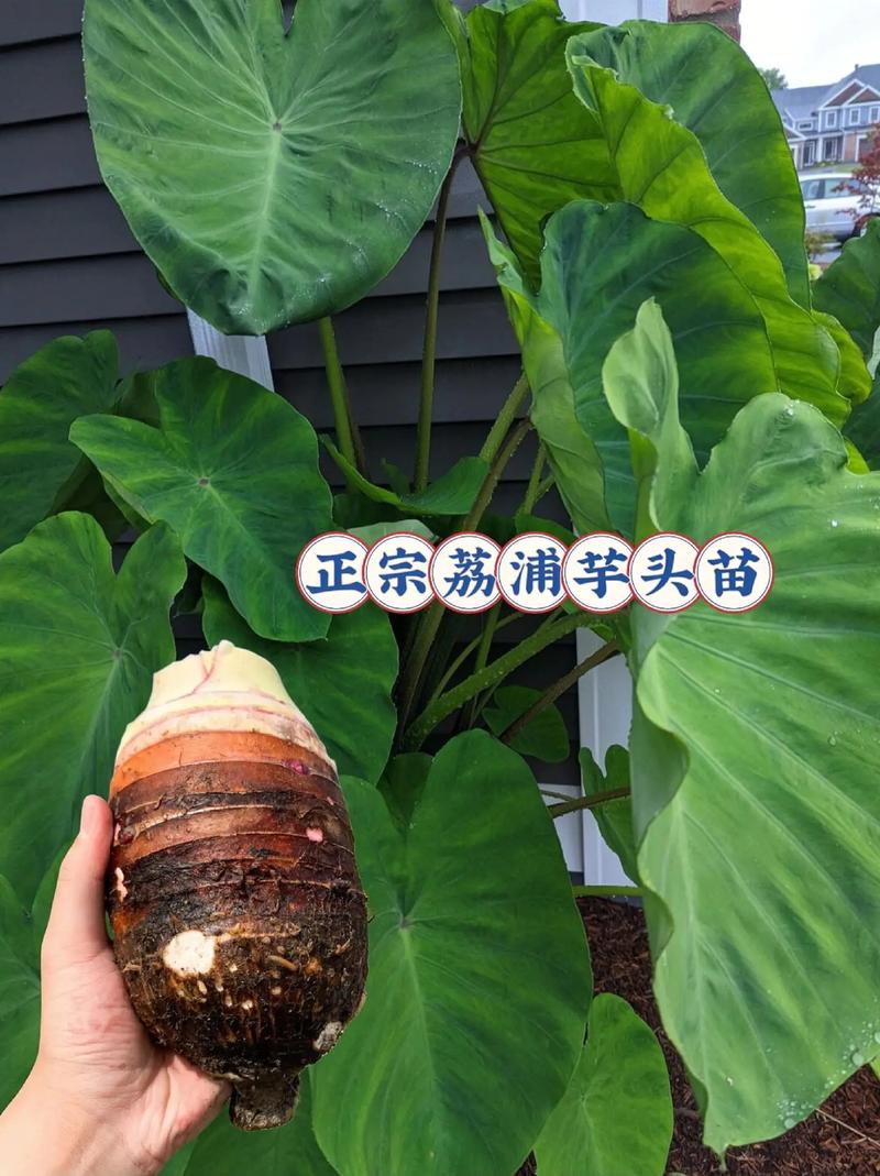 芋头的养殖方法，芋头的养殖方法视频？