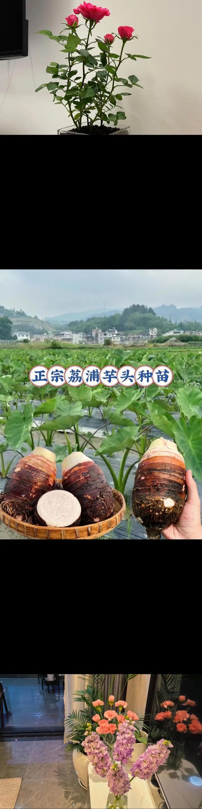 芋头的养殖方法，芋头的养殖方法视频？-第2张图片-优品飞百科