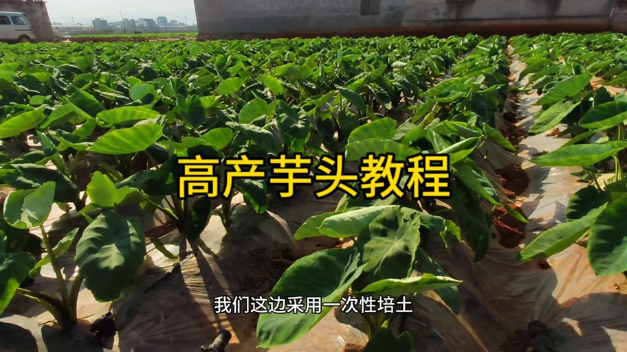 芋头的养殖方法，芋头的养殖方法视频？-第3张图片-优品飞百科